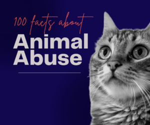 100 facts about animals abuse